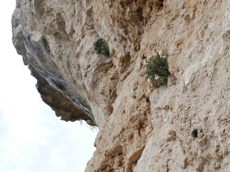 Antirrhinum pertegasii photo 6