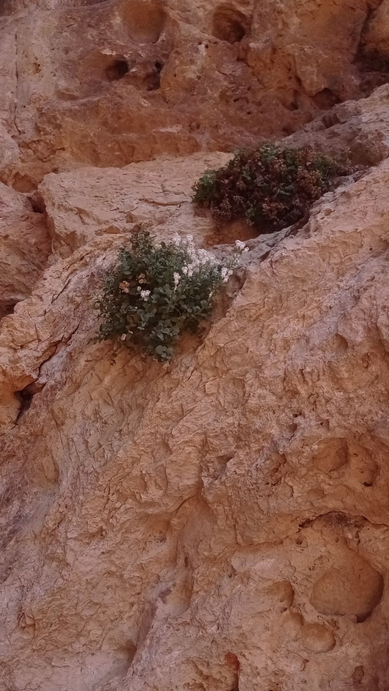 Antirrhinum pertegasii photo 7