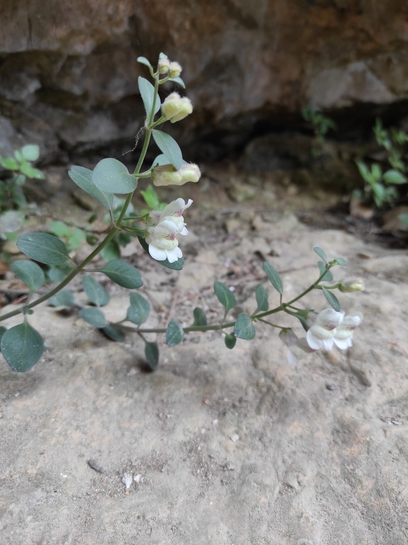 Antirrhinum pertegasii photo 8