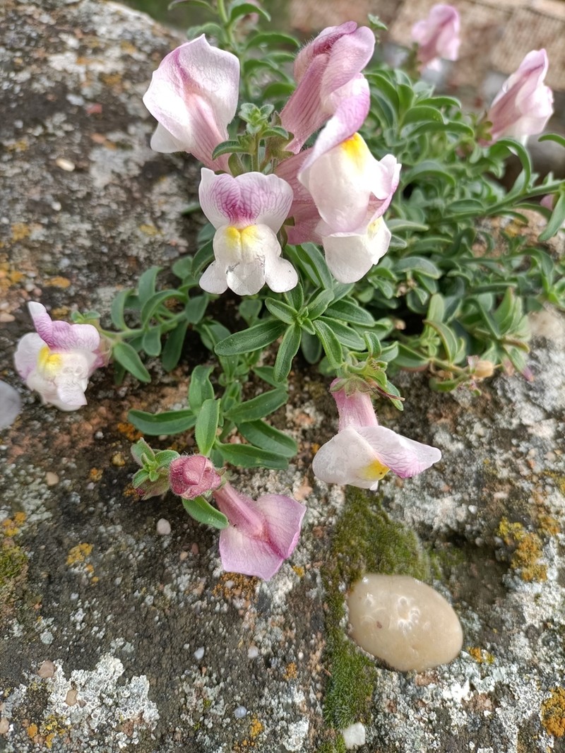Antirrhinum pulverulentum