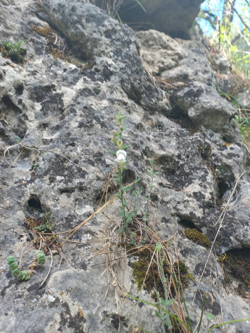 Antirrhinum pulverulentum photo 2