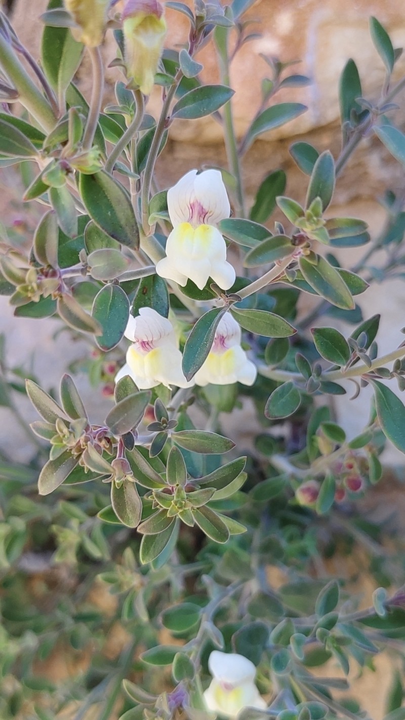 Antirrhinum pulverulentum photo 3