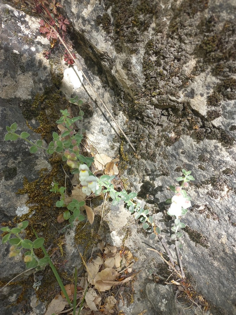 Antirrhinum pulverulentum photo 4