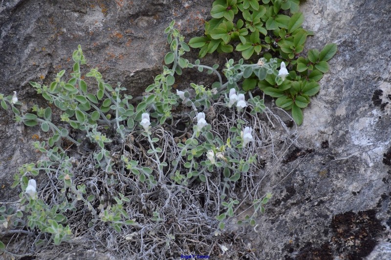 Antirrhinum pulverulentum photo 5