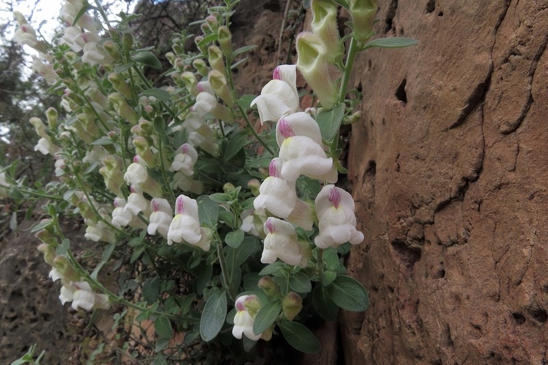 Antirrhinum pulverulentum photo 6