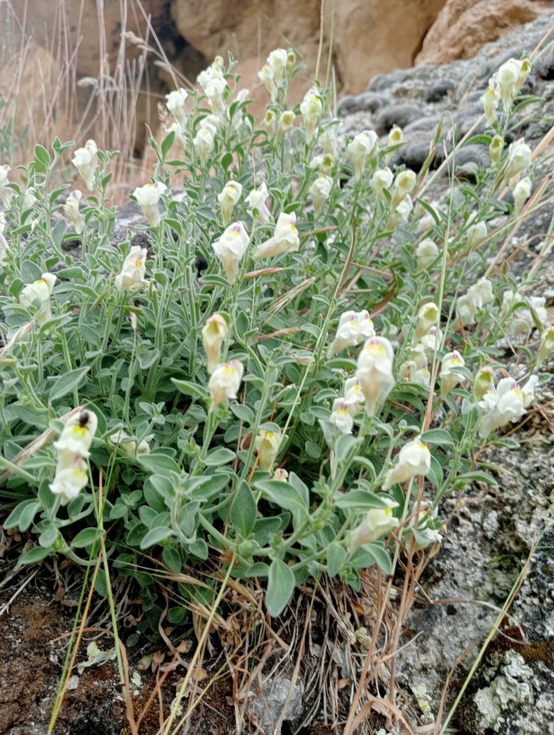 Antirrhinum pulverulentum photo 7