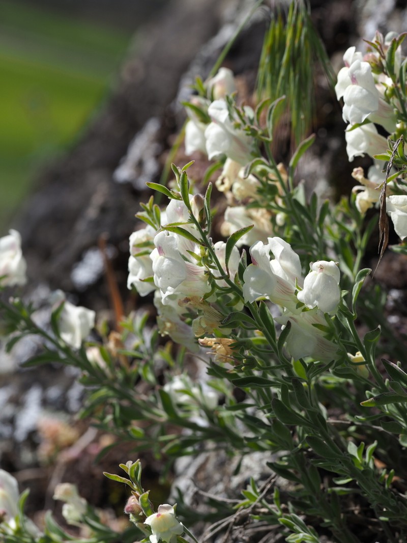 Antirrhinum pulverulentum photo 8