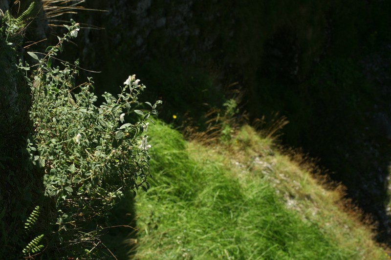 Antirrhinum sempervirens