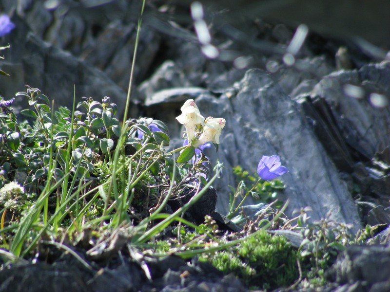 Antirrhinum sempervirens photo 2