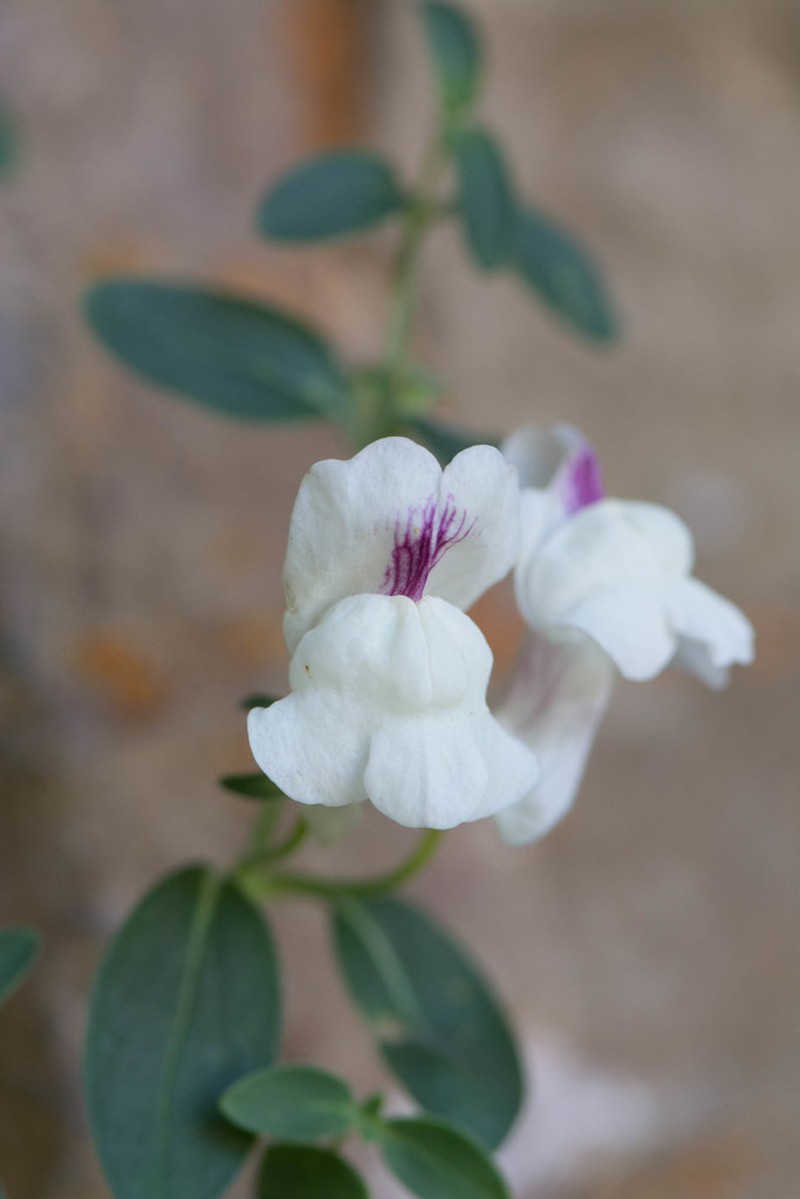 Antirrhinum sempervirens photo 3
