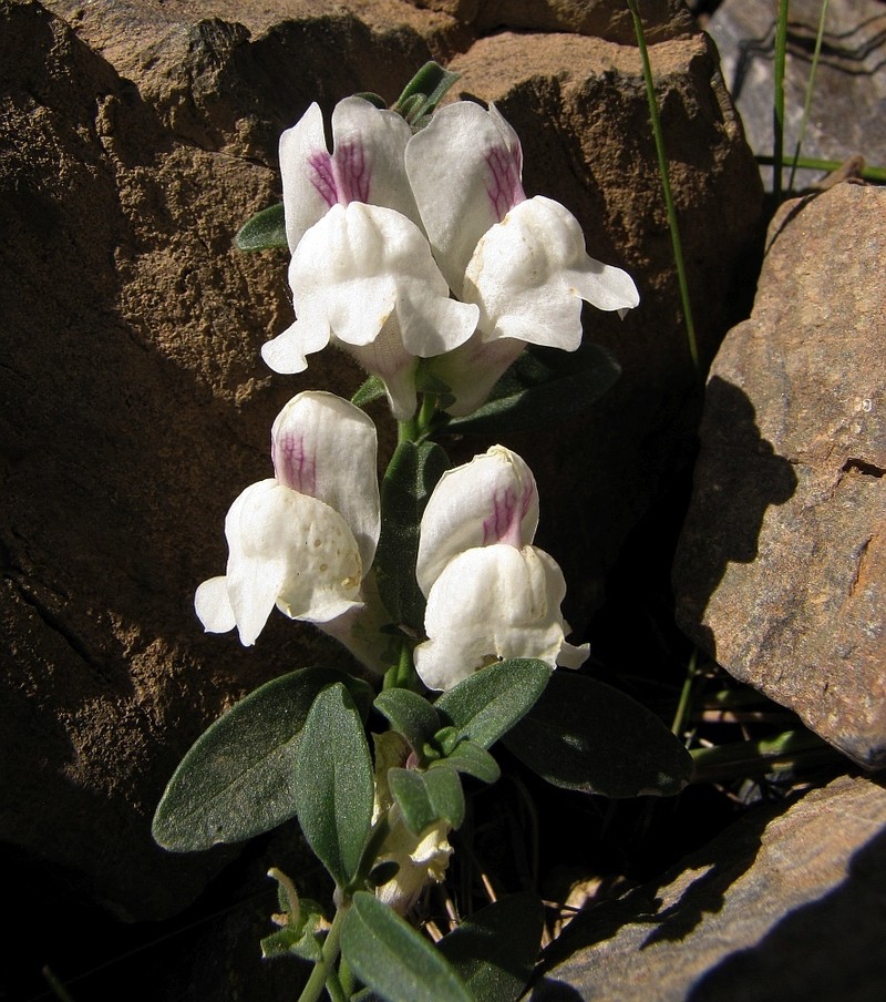 Antirrhinum sempervirens photo 4