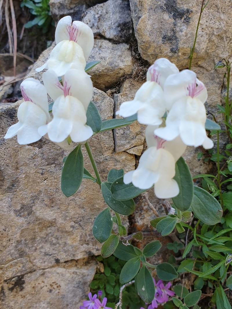 Antirrhinum sempervirens photo 5