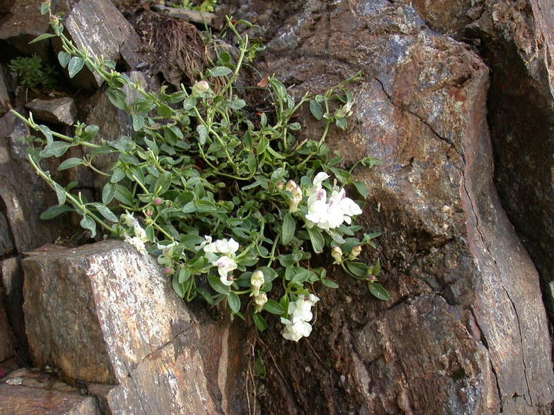 Antirrhinum sempervirens photo 6
