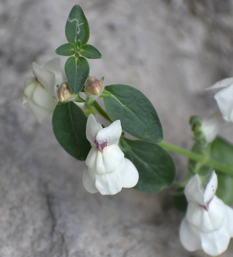 Antirrhinum sempervirens photo 7