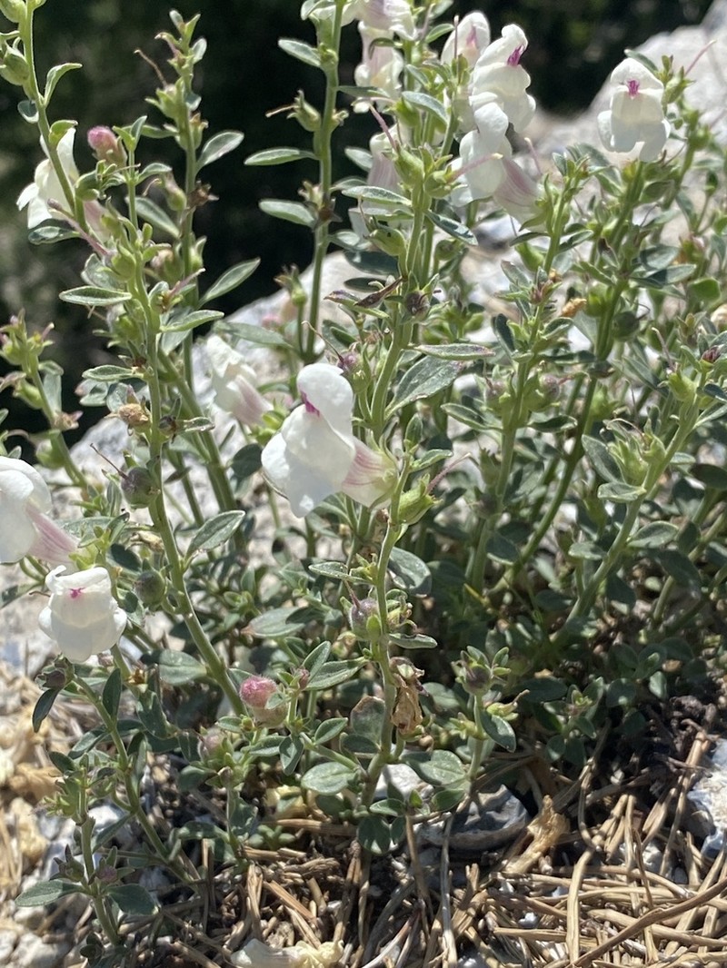 Antirrhinum sempervirens photo 8