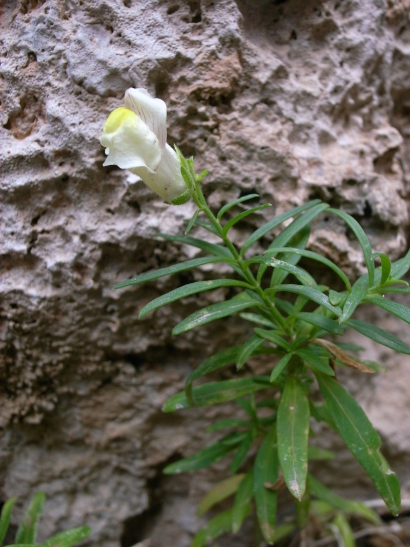 Antirrhinum siculum