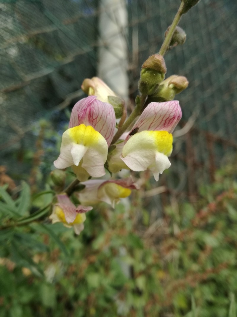 Antirrhinum siculum photo 3
