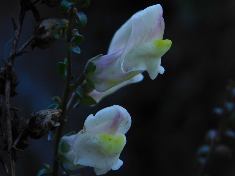 Antirrhinum siculum photo 4