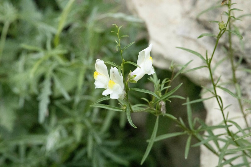 Antirrhinum siculum photo 5