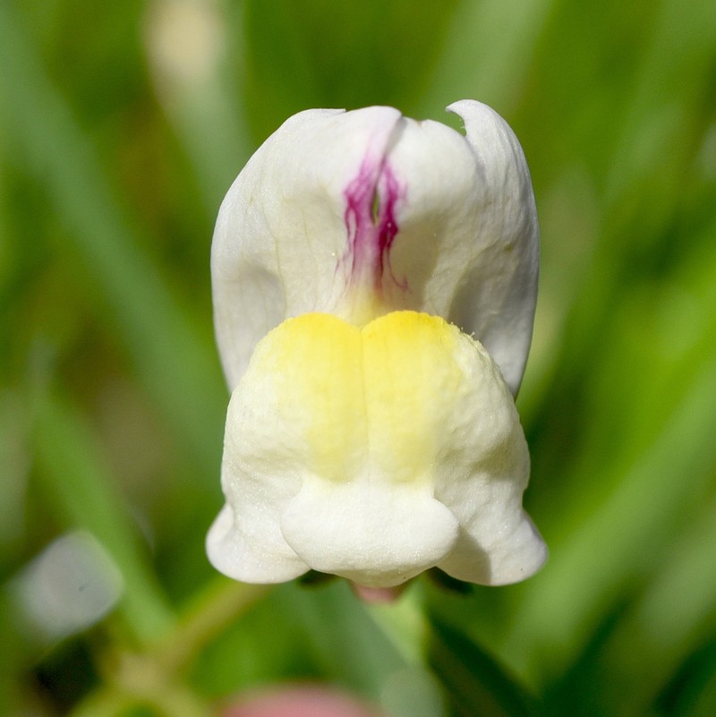 Antirrhinum siculum photo 7