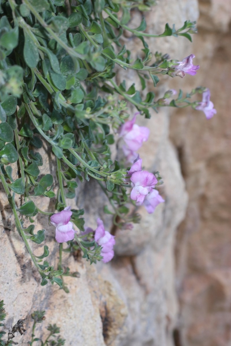 Antirrhinum subbaeticum photo 2