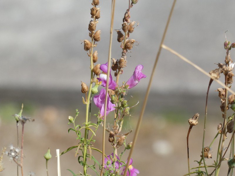 Antirrhinum tortuosum photo 2