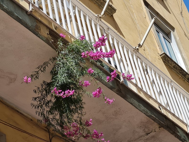 Antirrhinum tortuosum photo 3