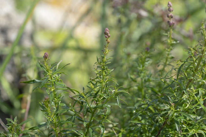Antirrhinum tortuosum photo 4
