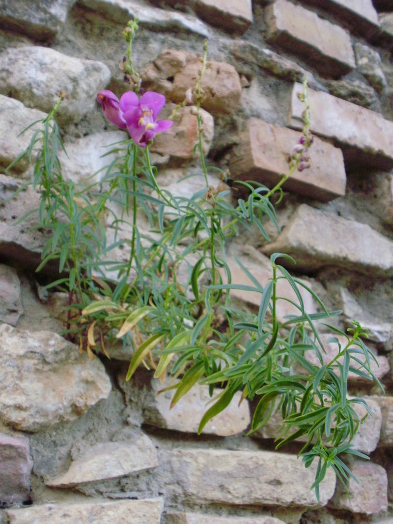 Antirrhinum tortuosum photo 5