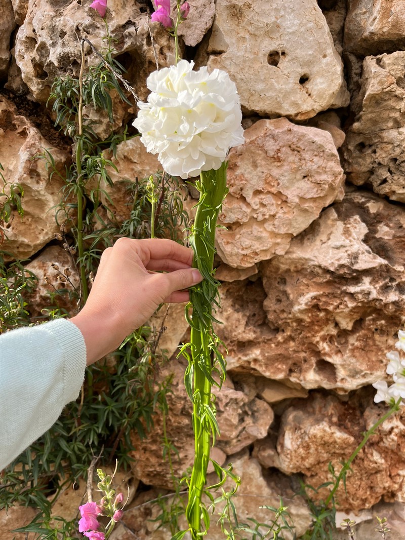 Antirrhinum tortuosum photo 6