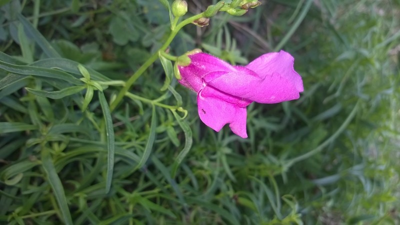 Antirrhinum tortuosum photo 7