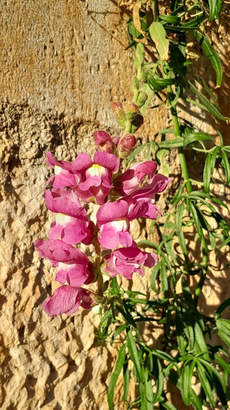 Antirrhinum tortuosum photo 8