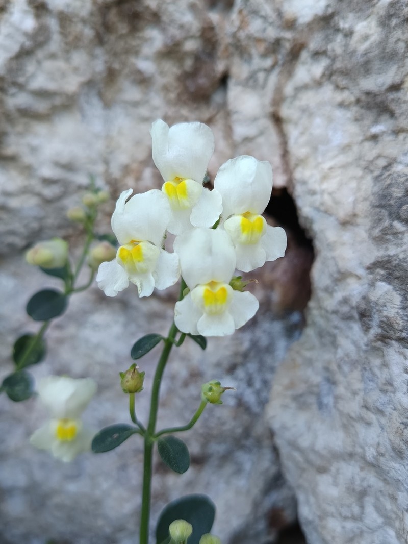 Antirrhinum valentinum