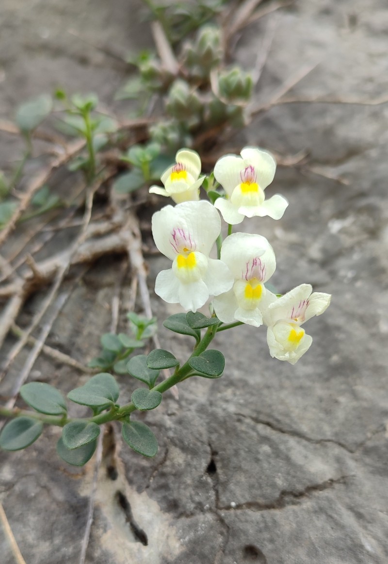 Antirrhinum valentinum photo 3