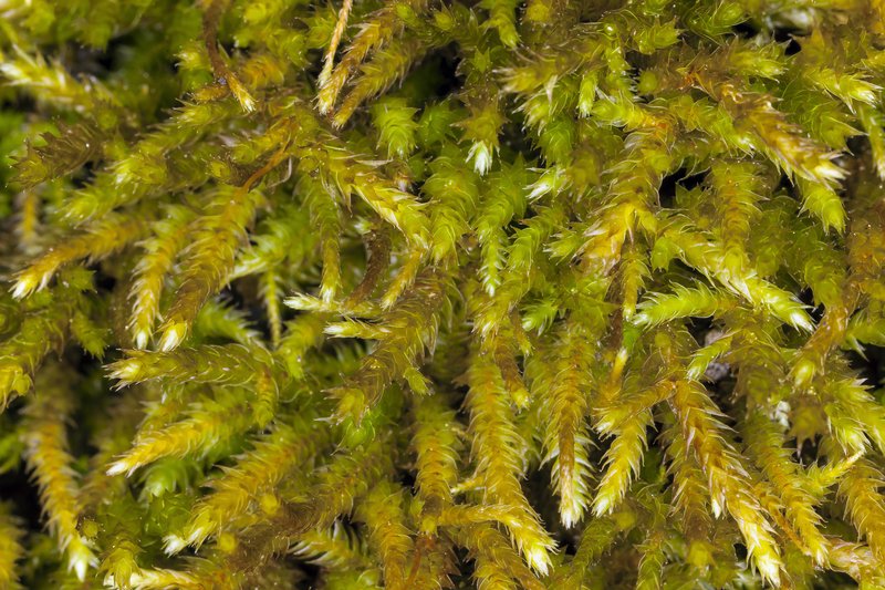 California Antitrichia Moss