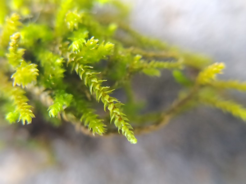 California Antitrichia Moss