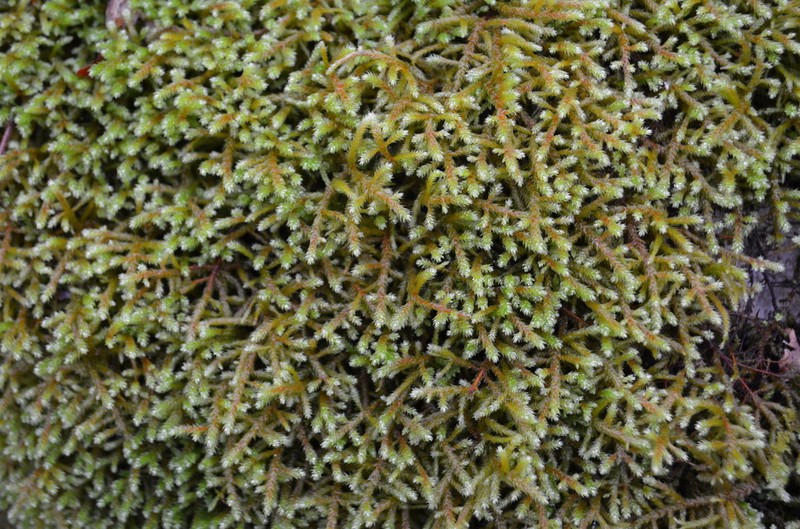 California Antitrichia Moss photo 2