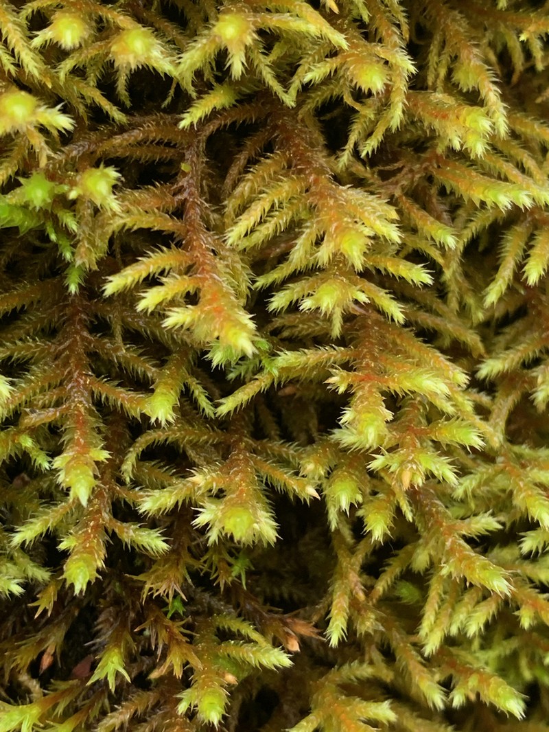 California Antitrichia Moss photo 3