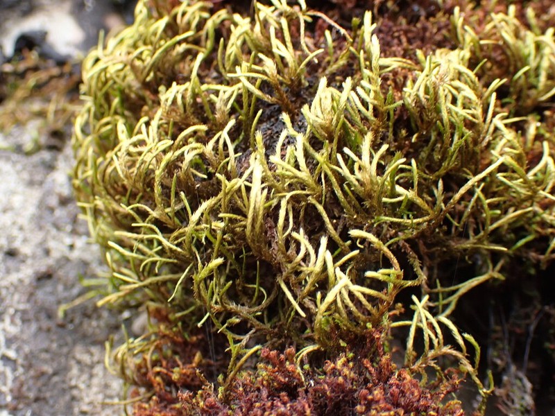 California Antitrichia Moss photo 5