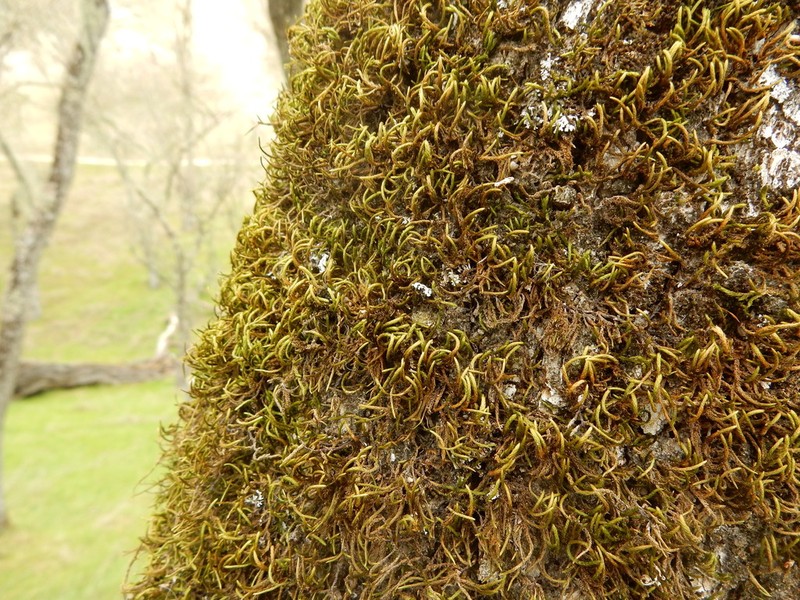 California Antitrichia Moss photo 6