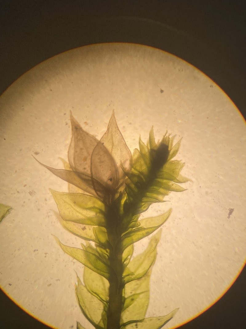 California Antitrichia Moss photo 7