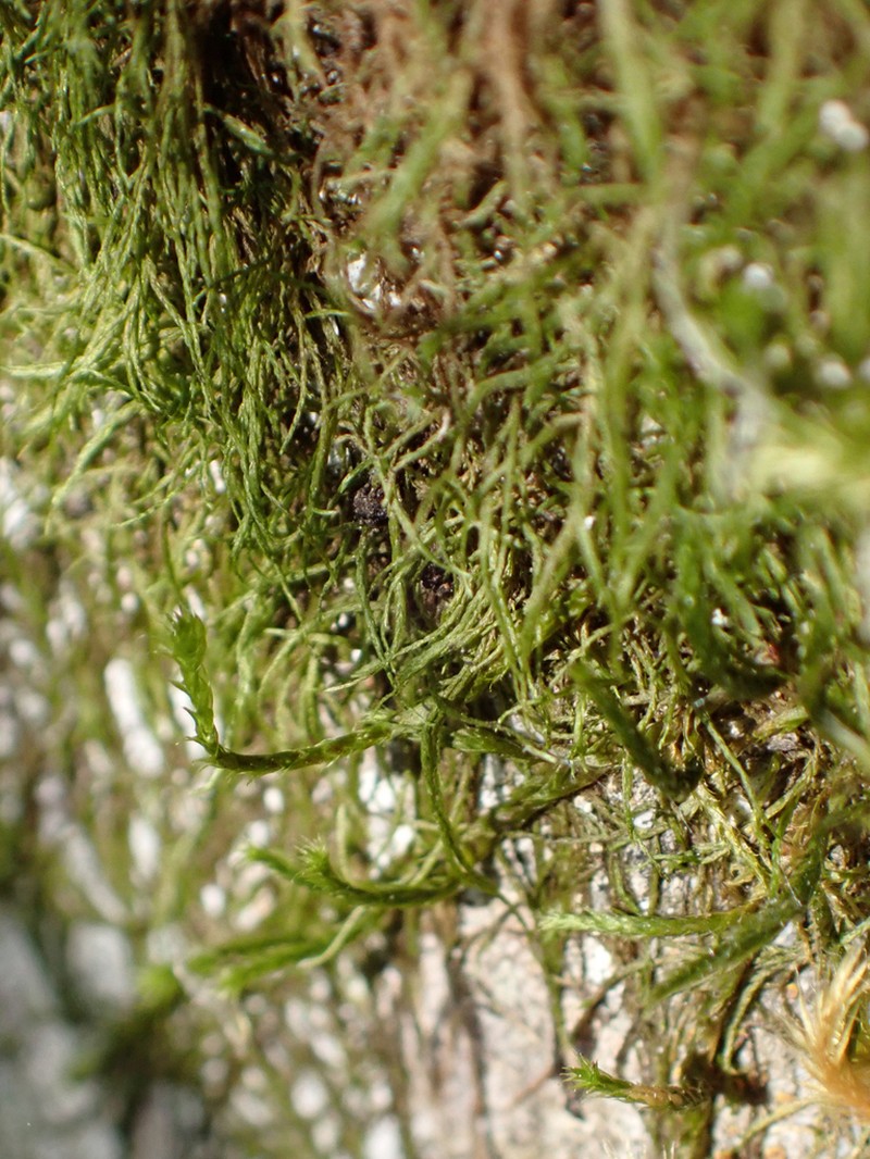 California Antitrichia Moss photo 8