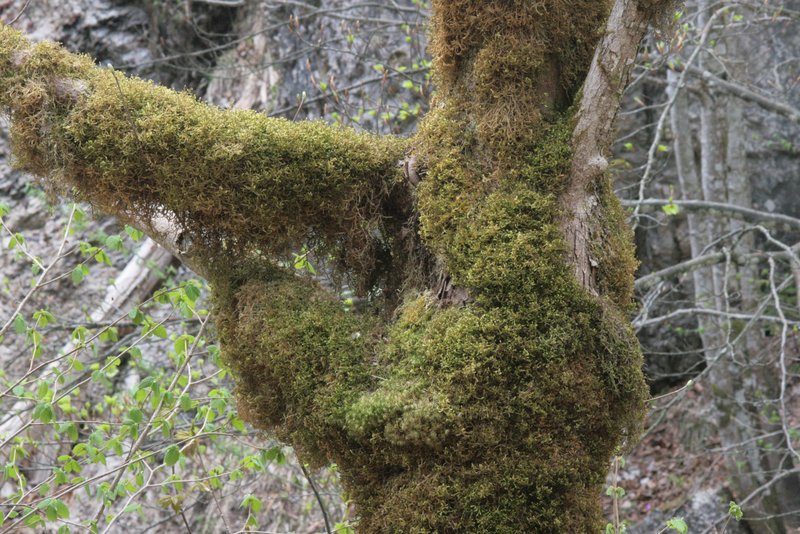 Antitrichia Moss photo 2