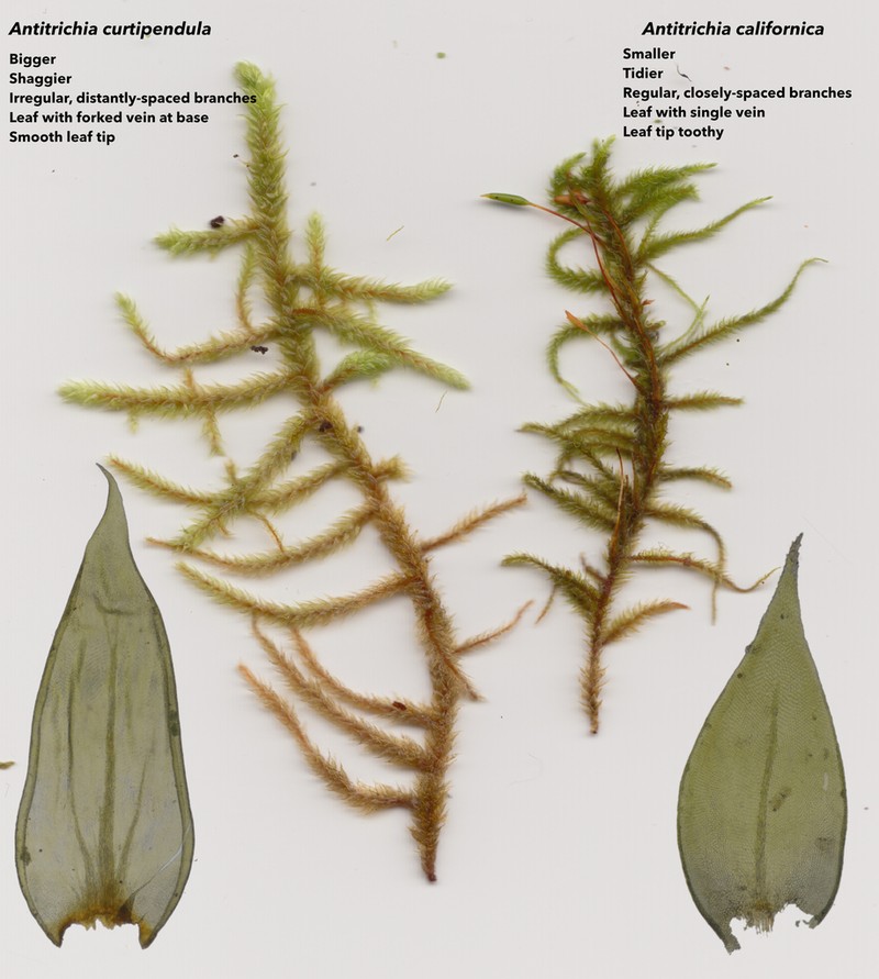 Antitrichia Moss photo 3