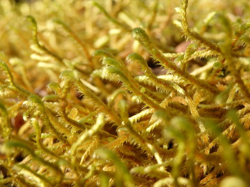 Antitrichia Moss photo 5
