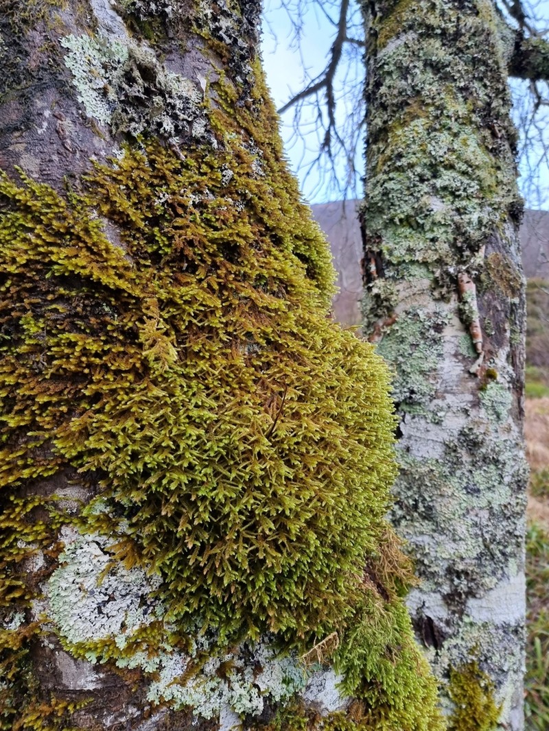 Antitrichia Moss photo 6