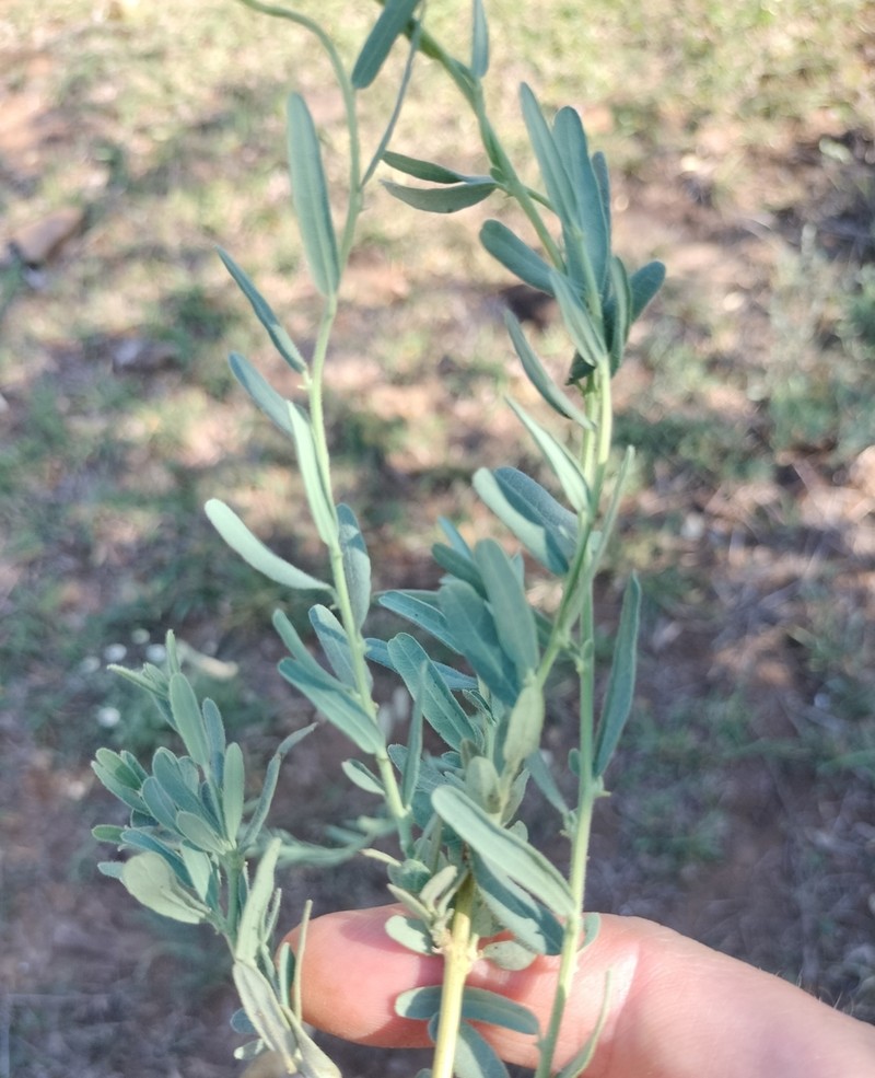 Antizoma angustifolia