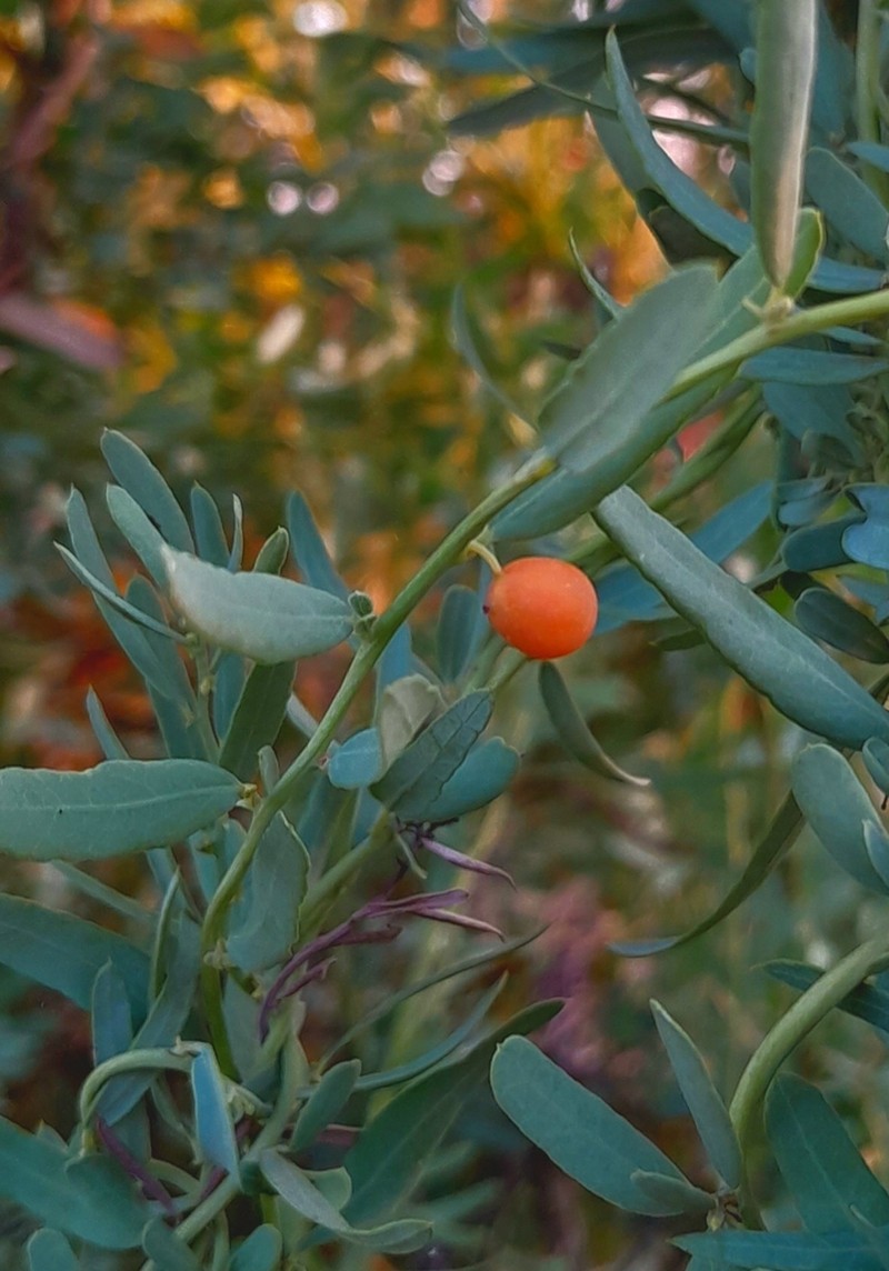 Antizoma angustifolia photo 2