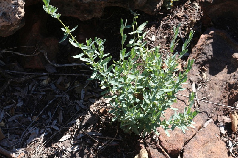 Antizoma angustifolia photo 3