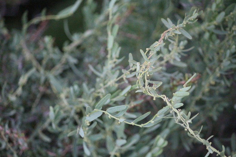 Antizoma angustifolia photo 4